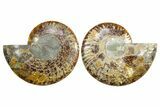 Cut & Polished Crystal-Filled Ammonite Fossil - Madagascar #364919-1